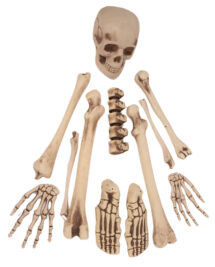 Decoration squelette