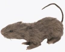 rat -30 cm